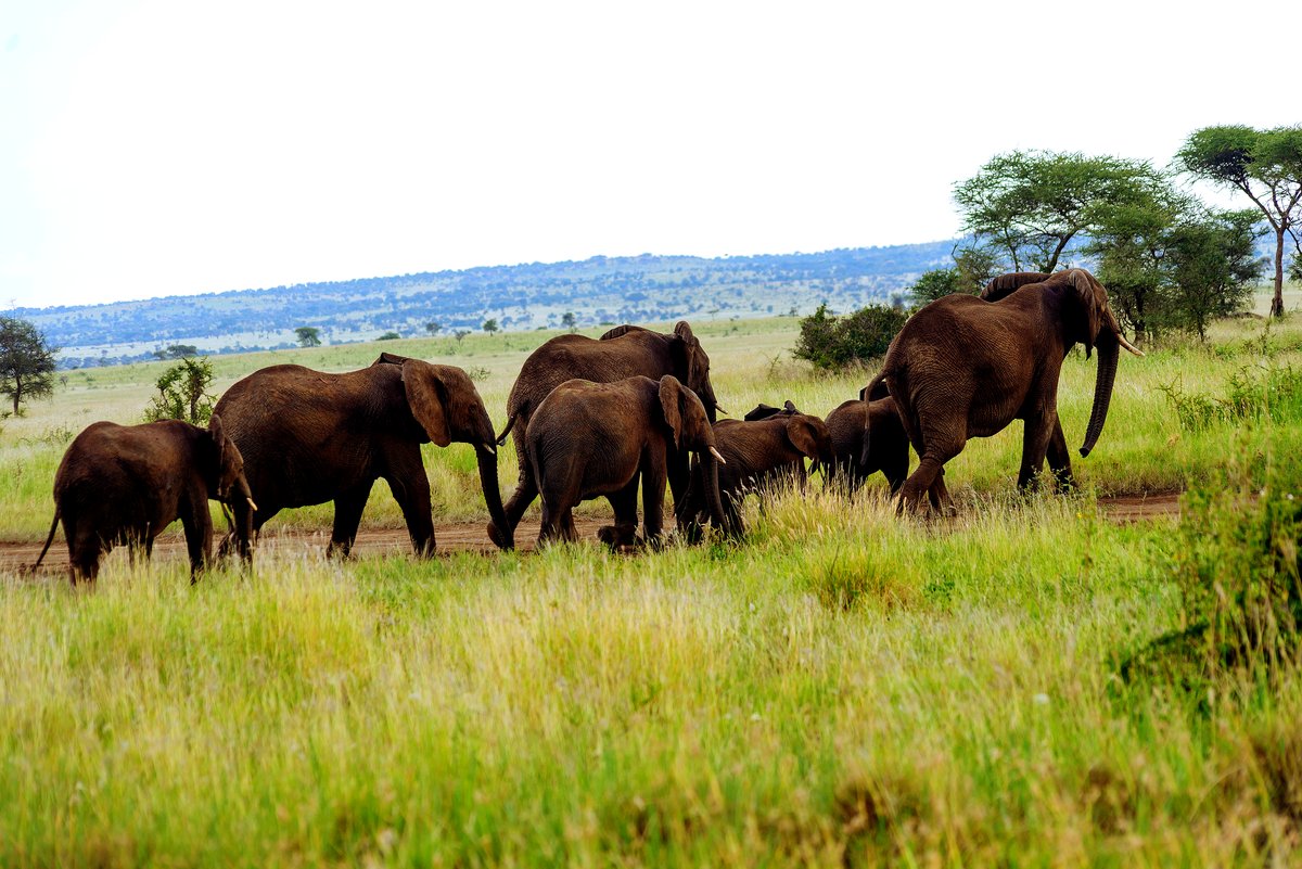 Flat-topped acacia trees in golden afternoon light on the northern Tanzanian savannah