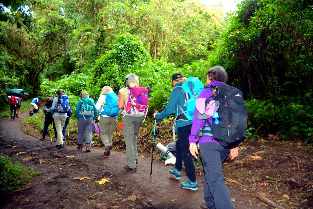 Climbers in single file on a forest trail
