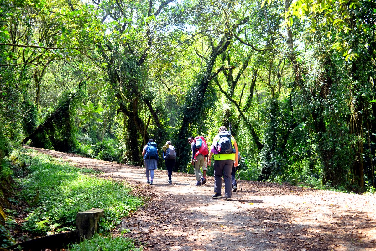 The trail climbing through dense rainforest on the lower slopes