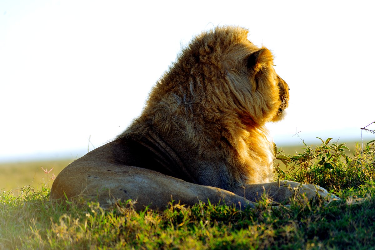 A lion resting in the Serengeti