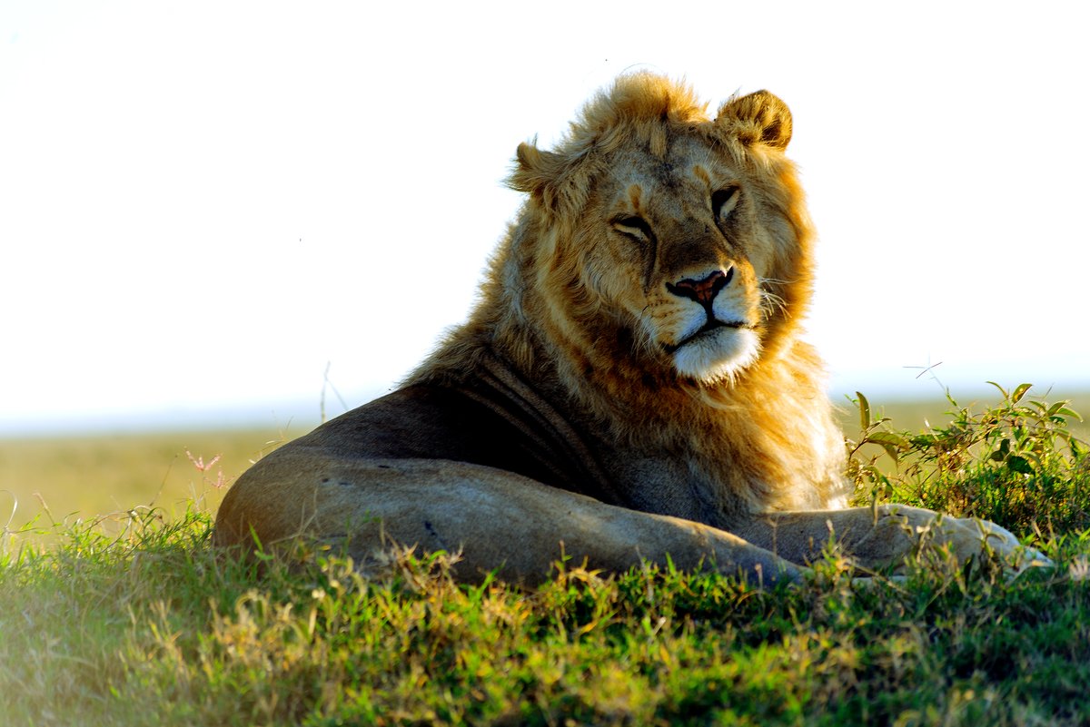 A lion resting in the Serengeti