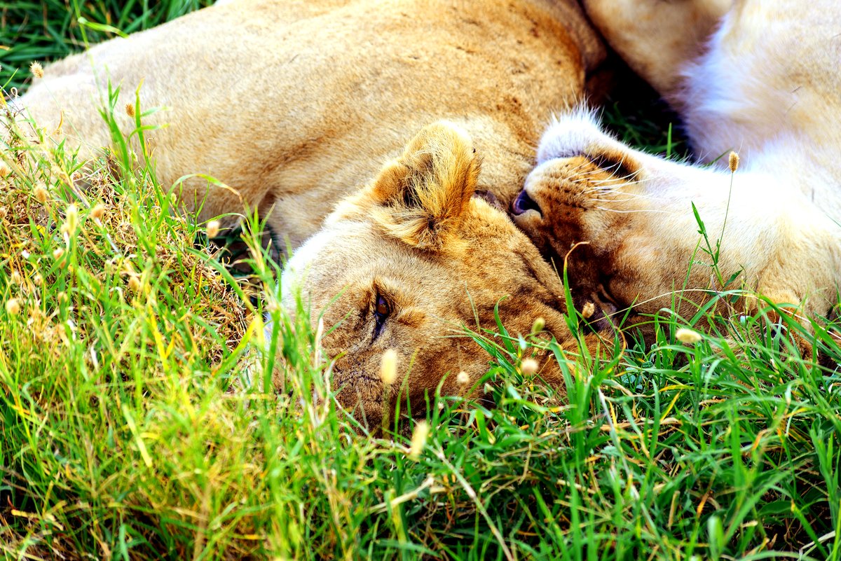 Lions resting in long grass in the Serengeti