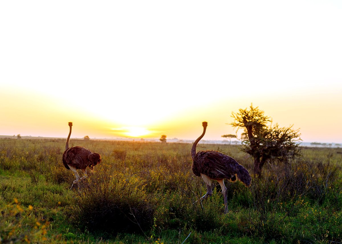 Ostriches on the Serengeti at sunset
