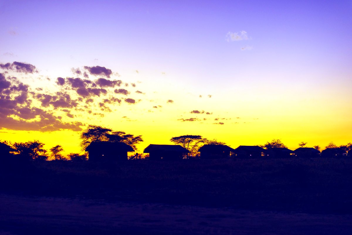 Acacia silhouettes against a Tanzanian sunset