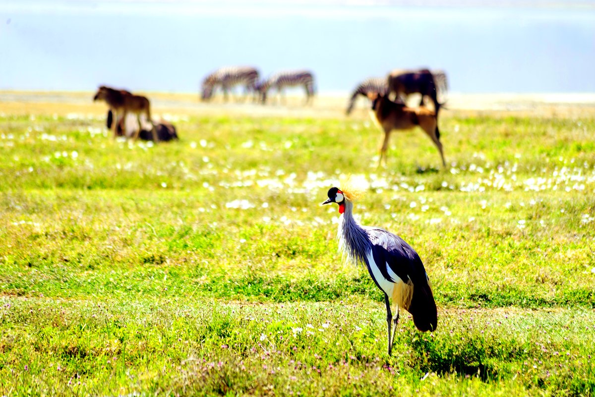 Wildebeest and a crowned crane in the Serengeti