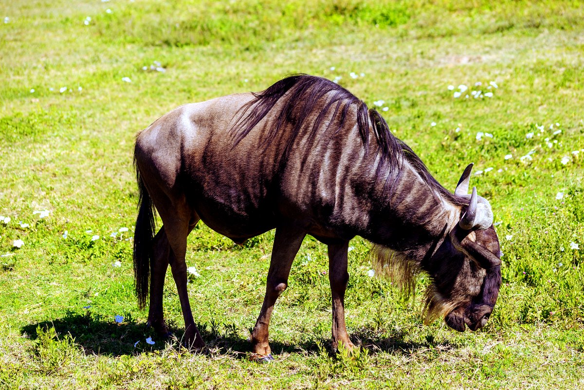Wildebeest grazing on the Serengeti plains
