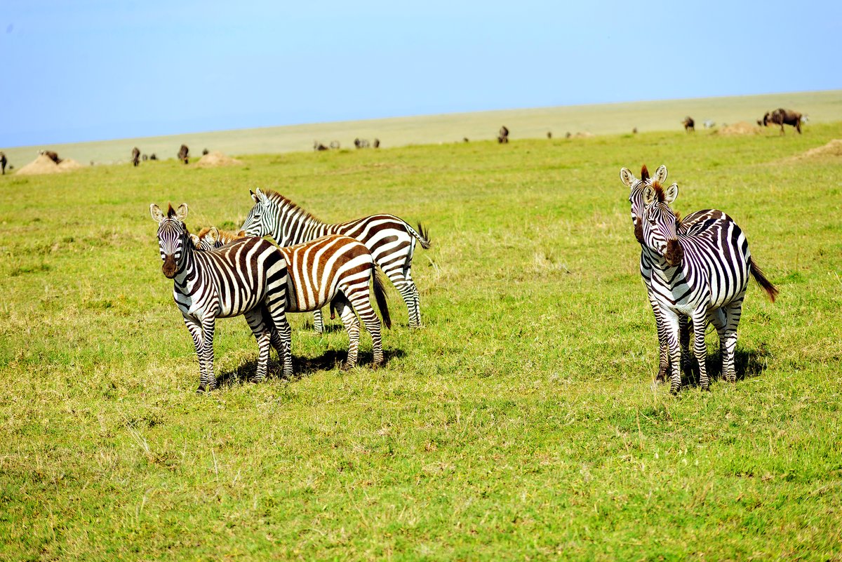Zebras grazing on the Serengeti plains