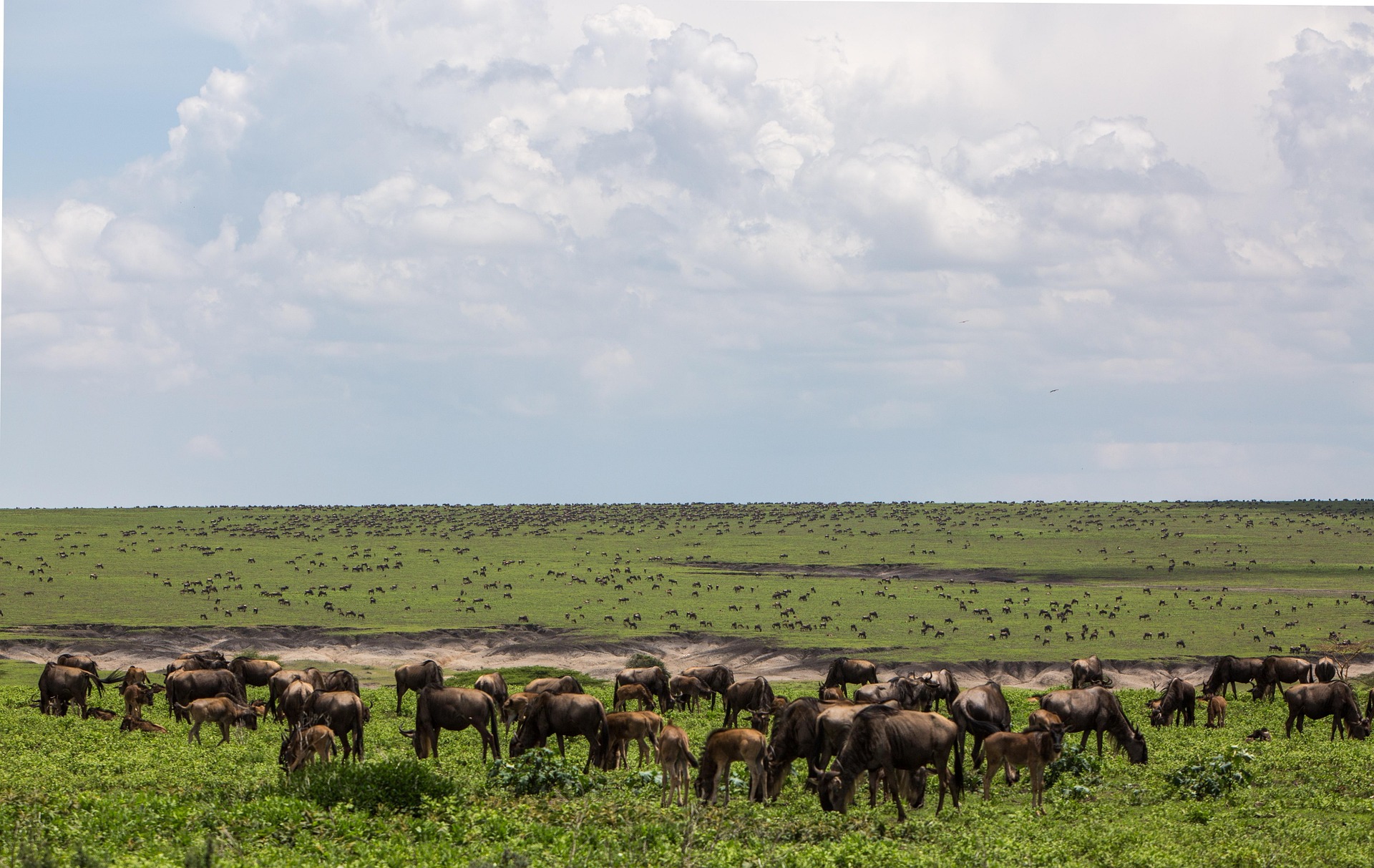 Wildebeest grazing on open plains in the Ngorongoro Conservation Area