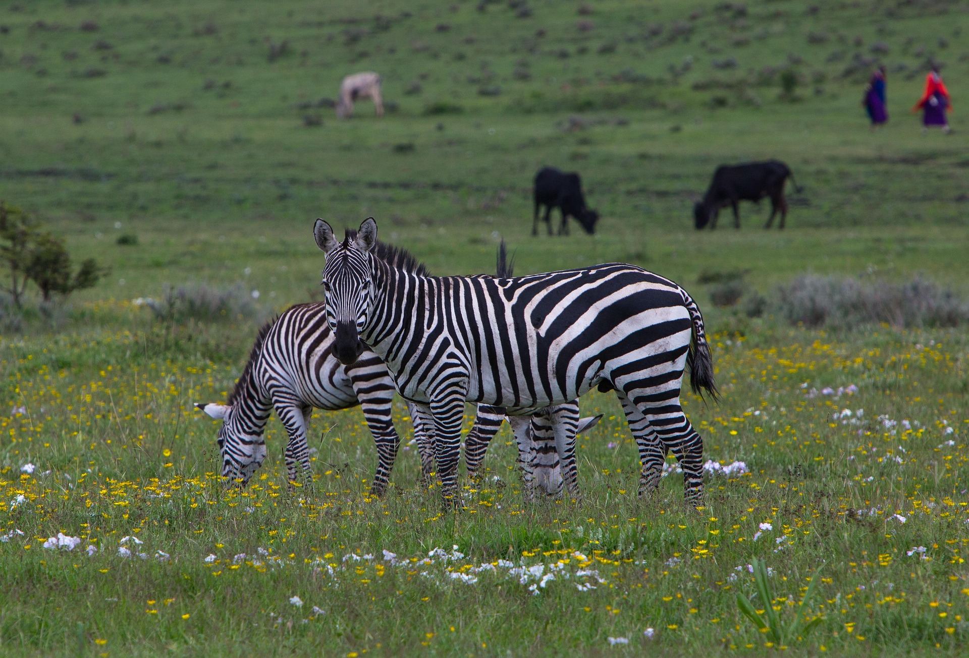 Two zebras in a flowering meadow, with cattle and herders in the distance