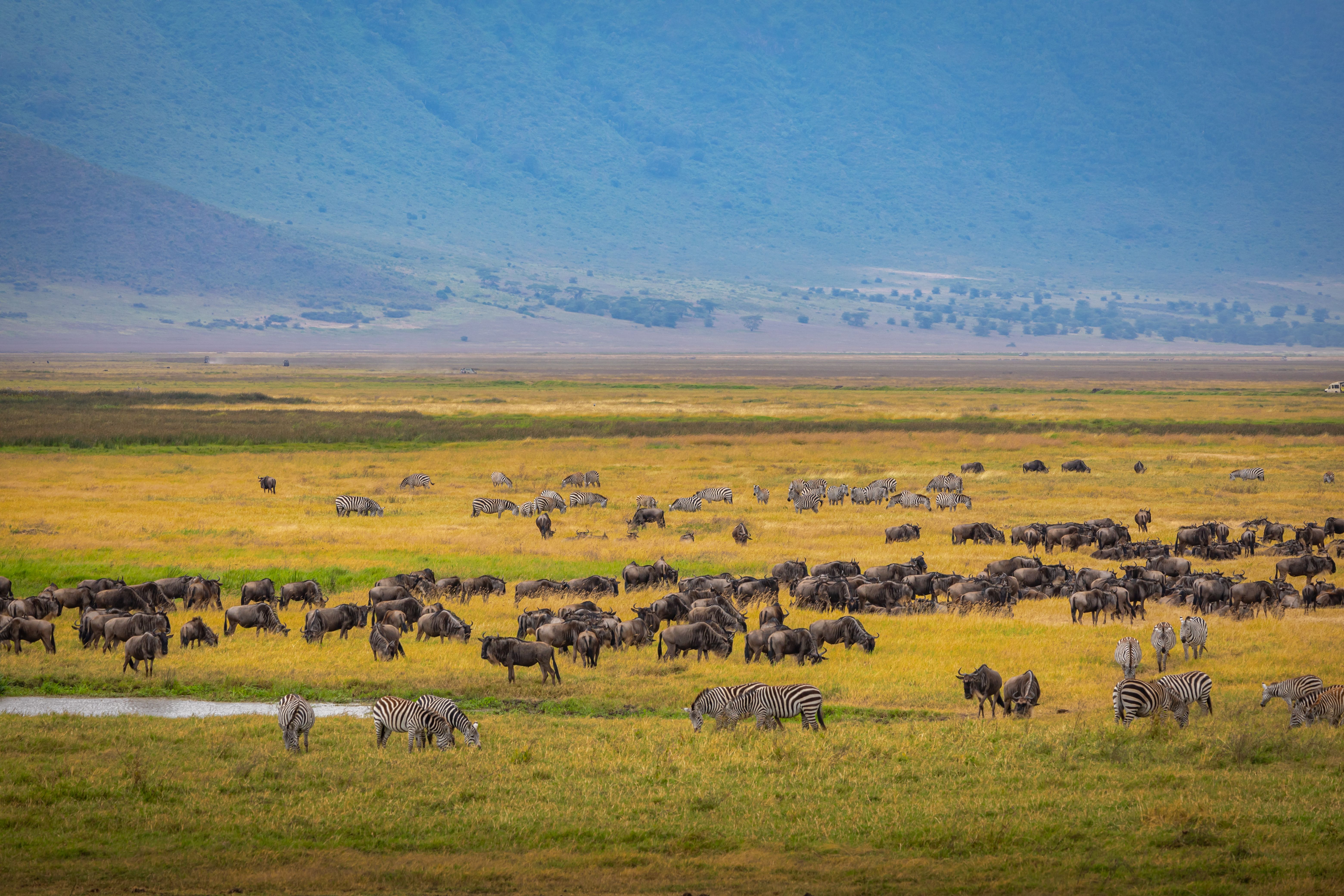 Wildebeest and zebra spread across a golden grassland below a steep wall