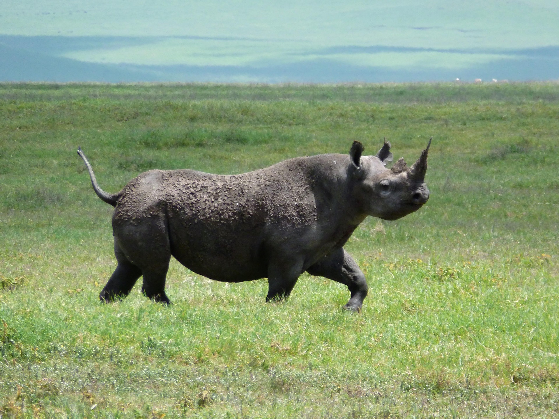 A black rhino walking across short green grass