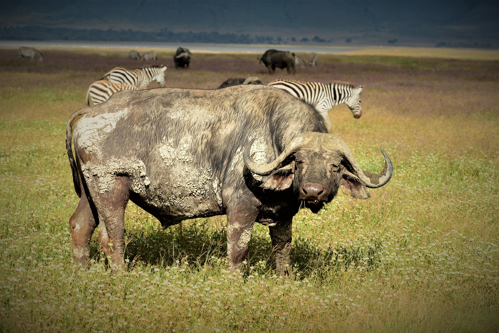 A mud-caked buffalo bull in grassland, with zebras behind it
