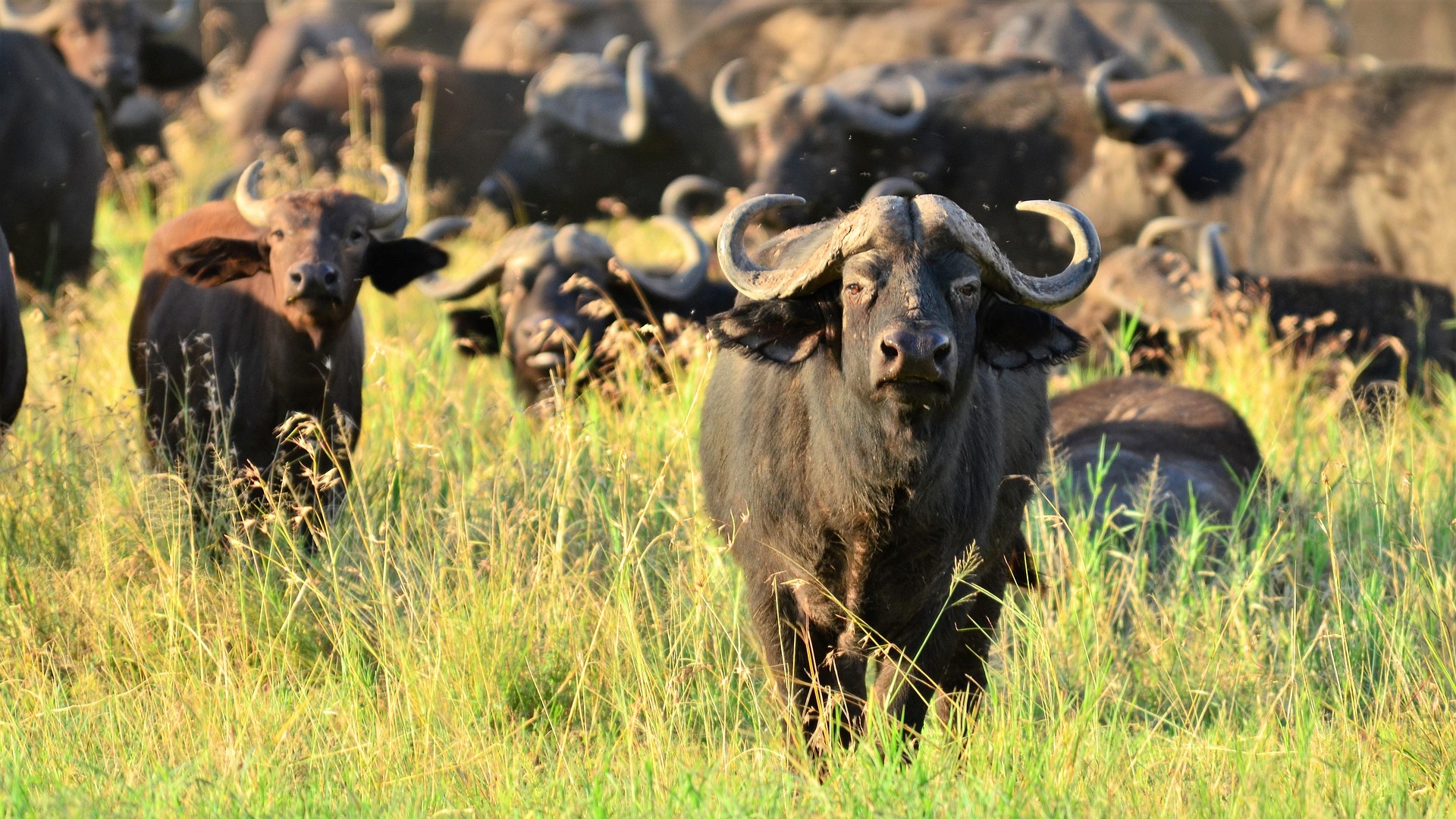 A herd of buffalo standing in tall grass, one facing the camera