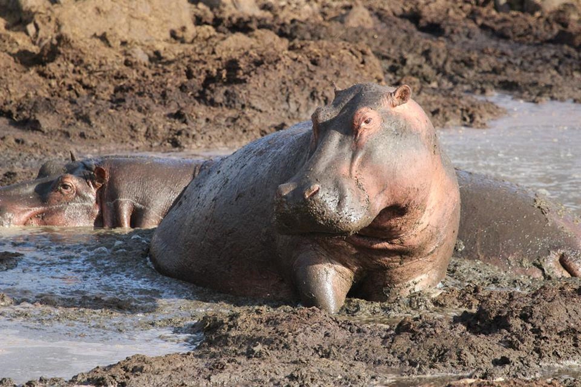 Hippos wallowing in a muddy pool