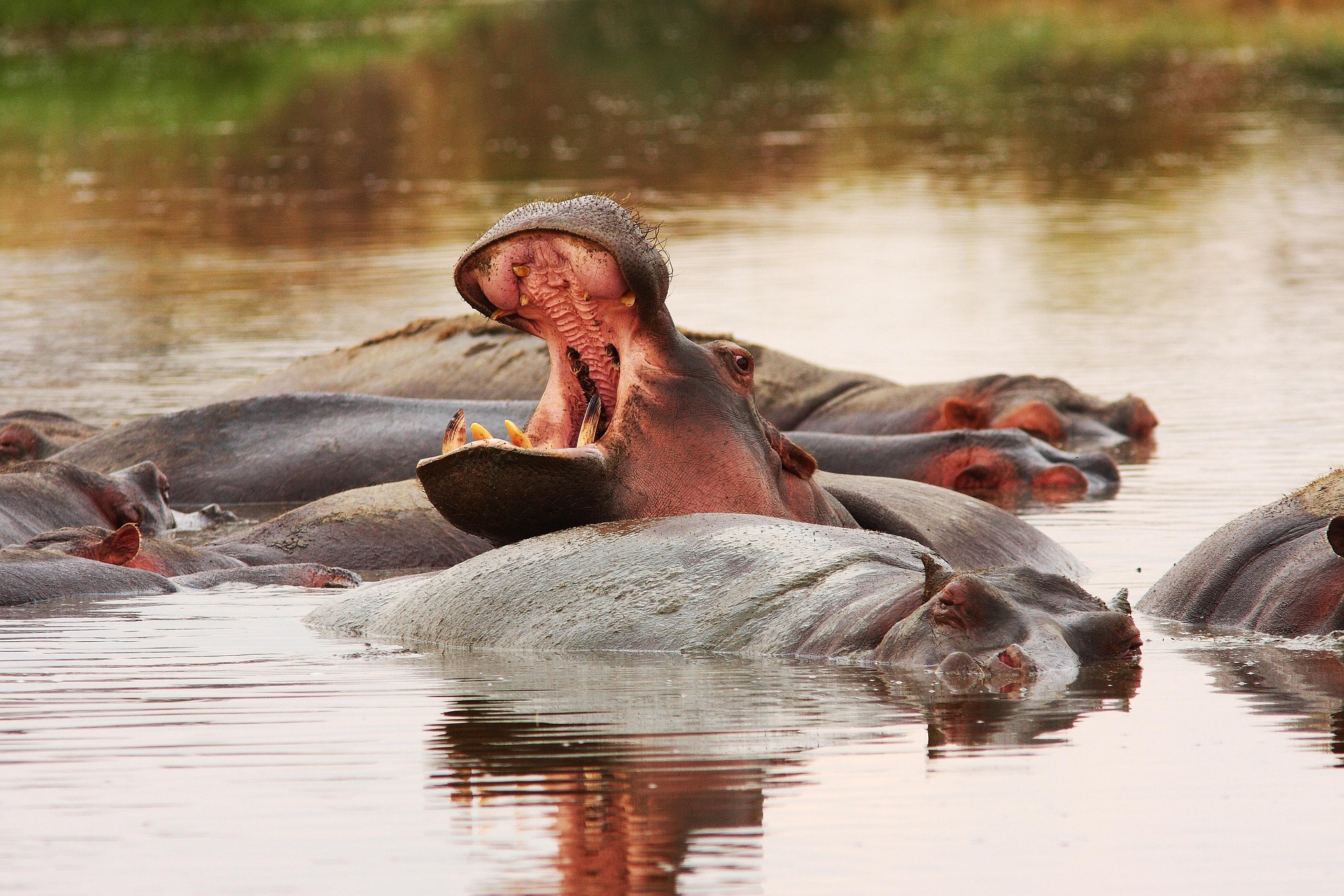 A hippo yawning among a pod of hippos in the water