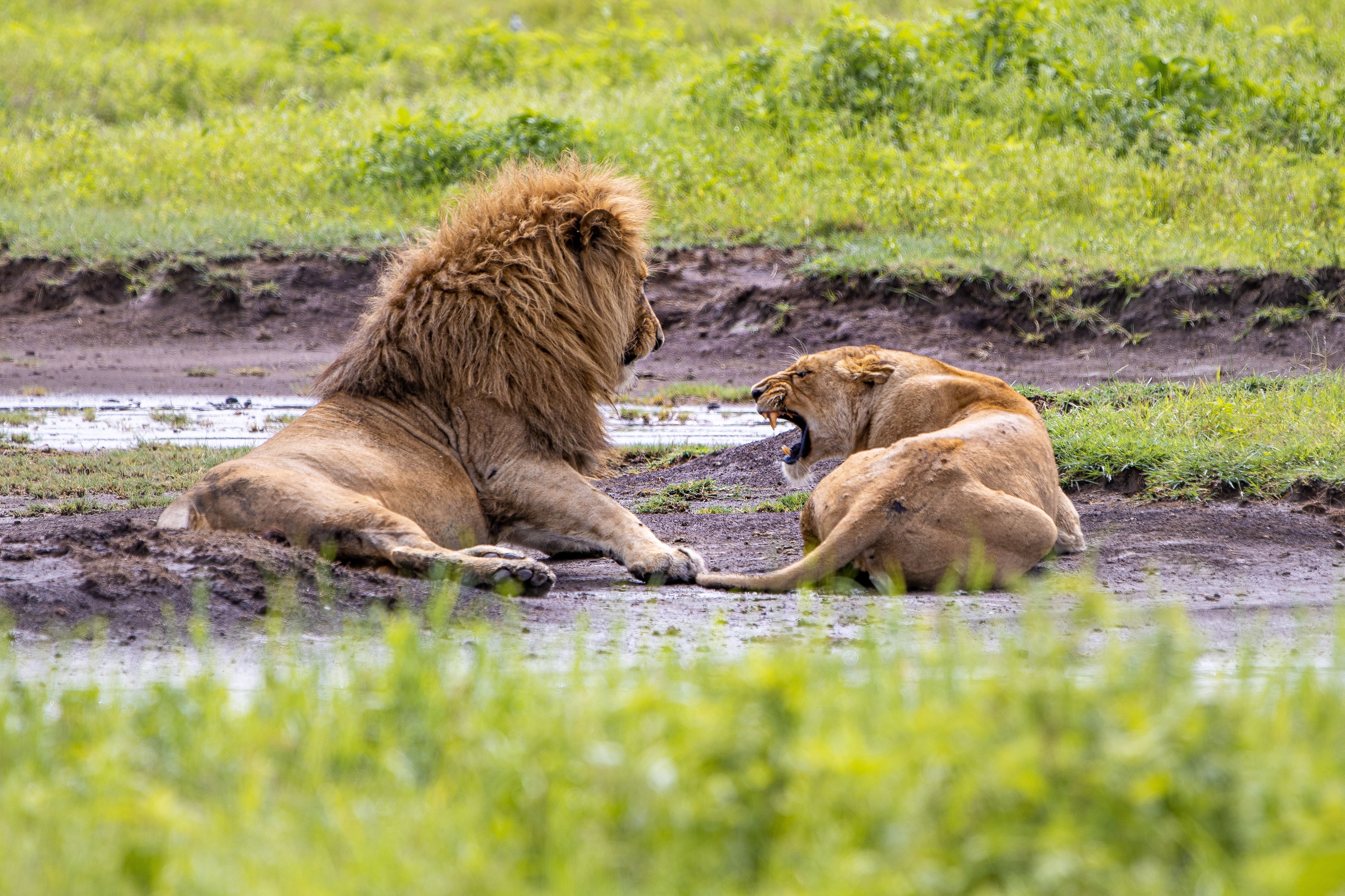 A lion and a lioness lying in a shallow muddy pool