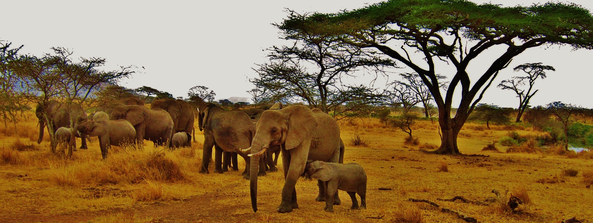 A family of elephants walking through dry grass under acacia trees