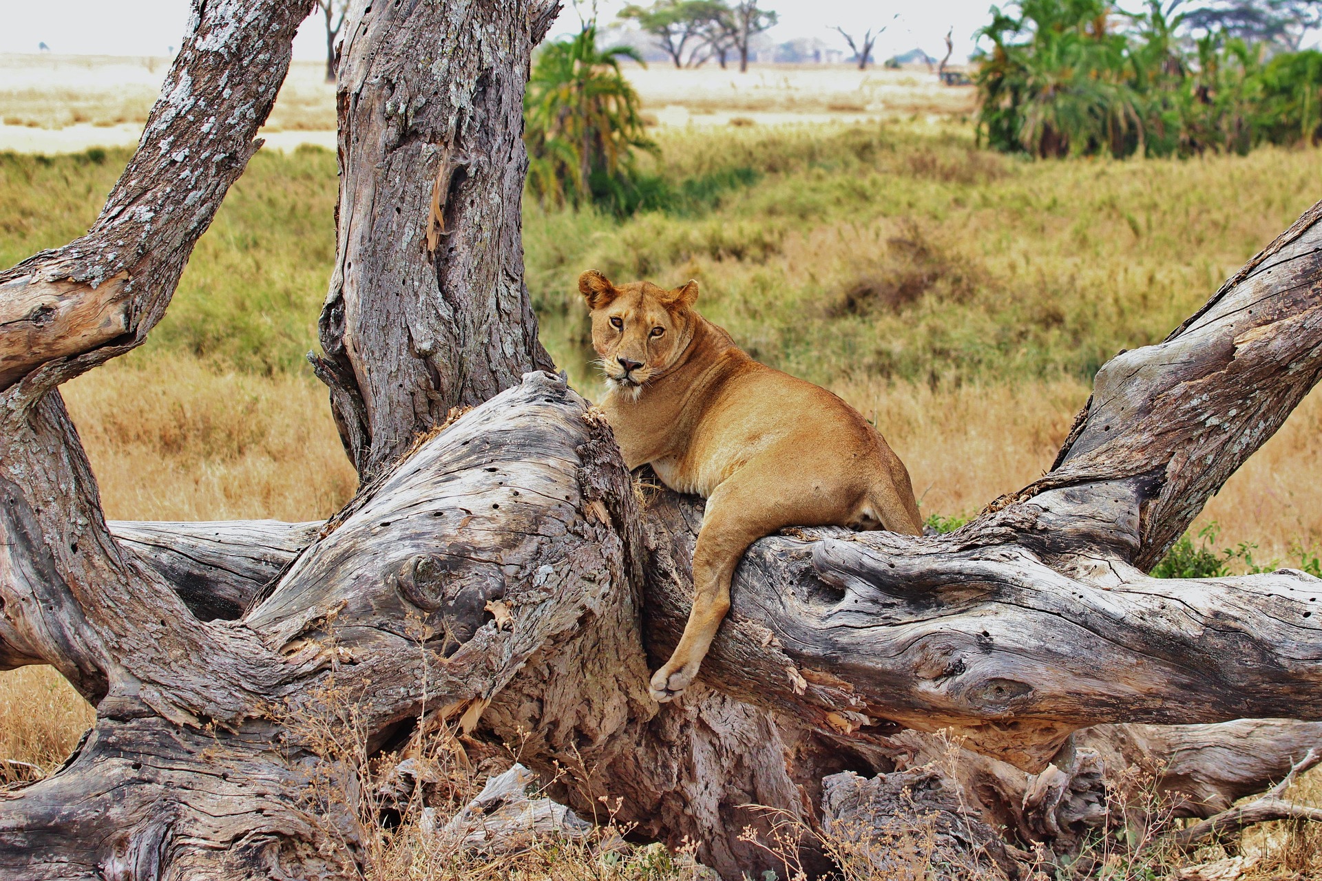 A lioness resting on the branches of a fallen dead tree