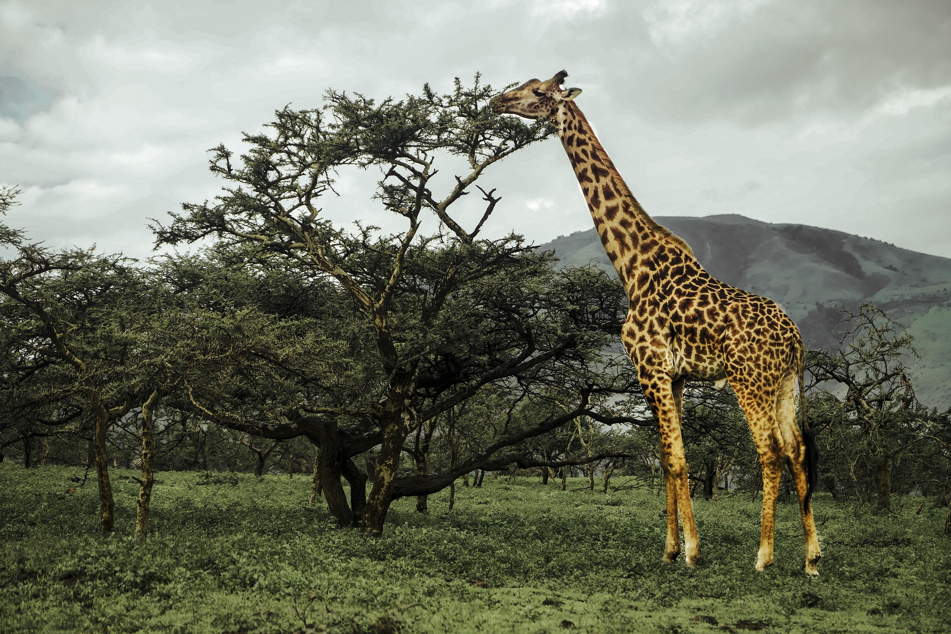 A giraffe browsing the top of a flat-topped acacia