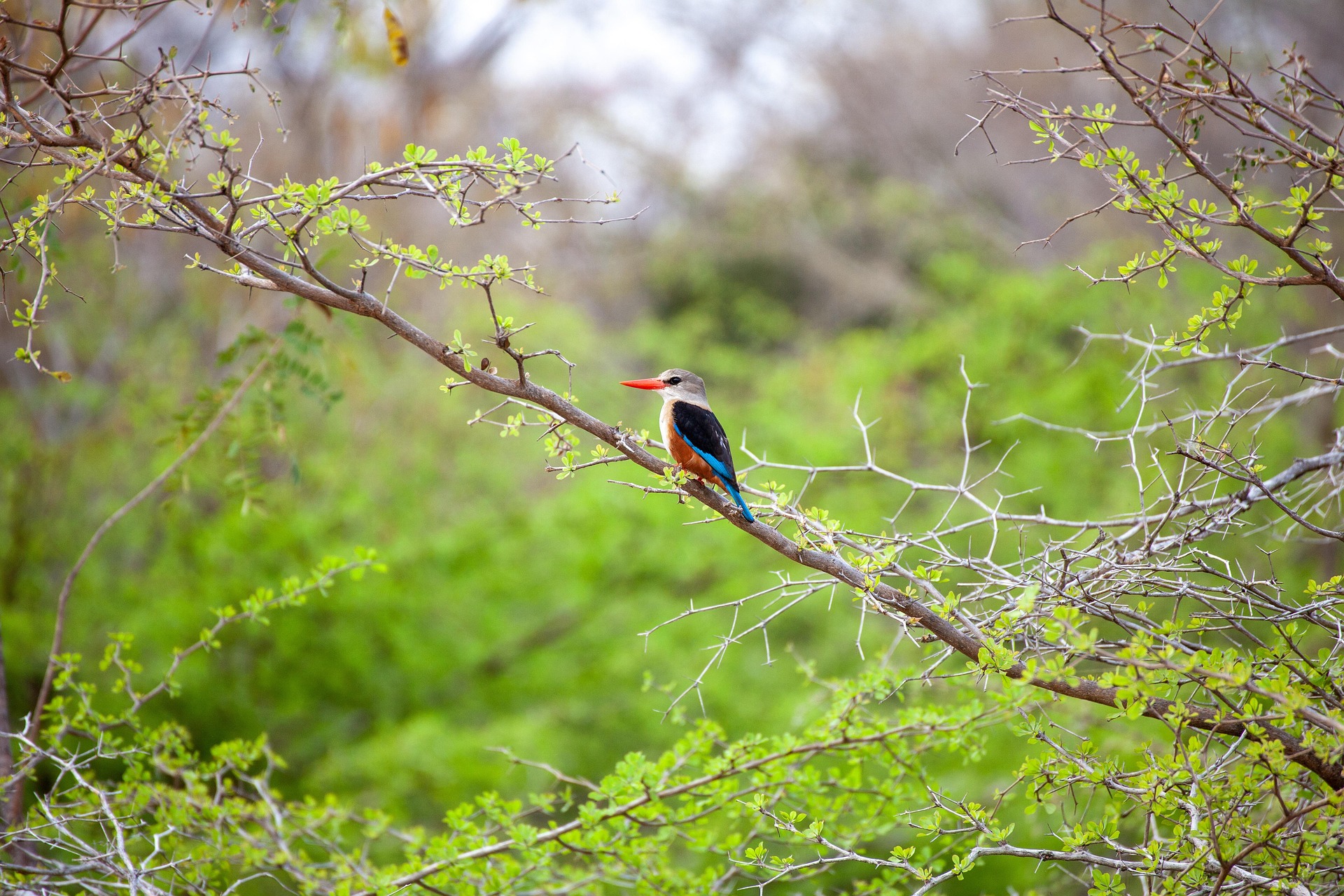 A grey-headed kingfisher perched on a thorny branch