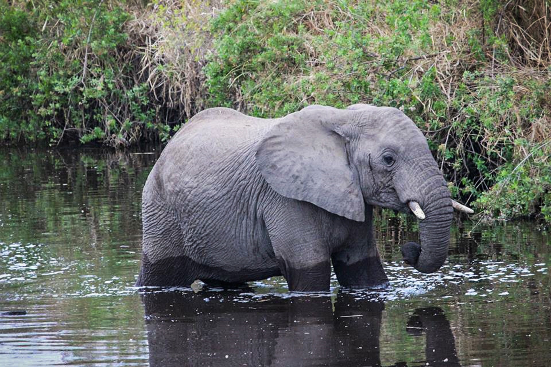 An elephant wading through water at the edge of dense vegetation
