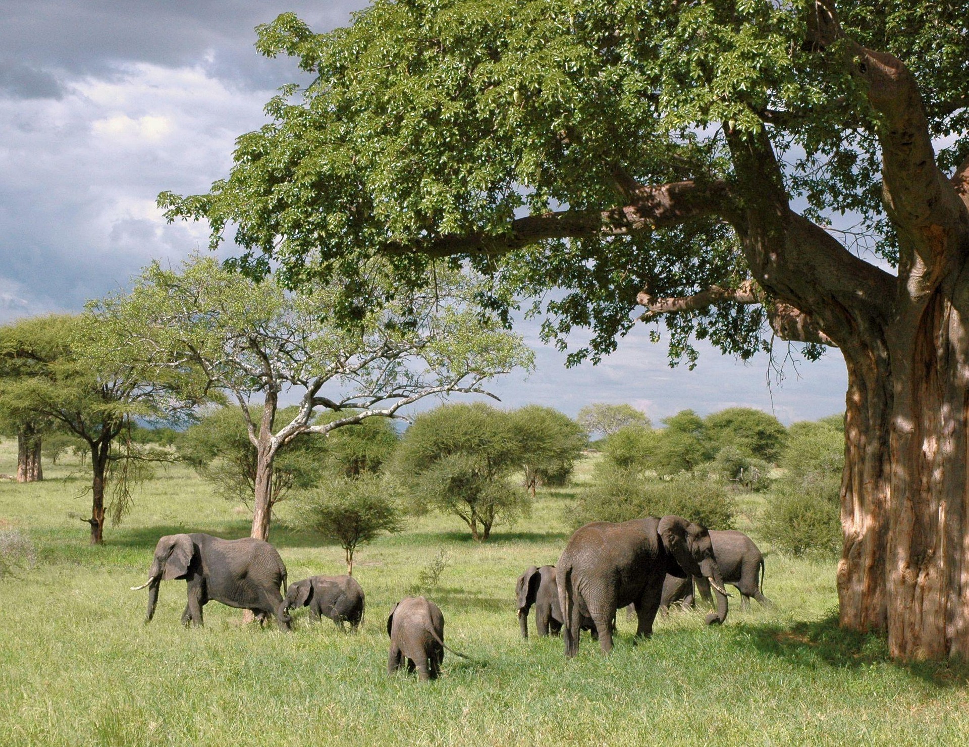 Elephants grazing in green woodland beside a large tree