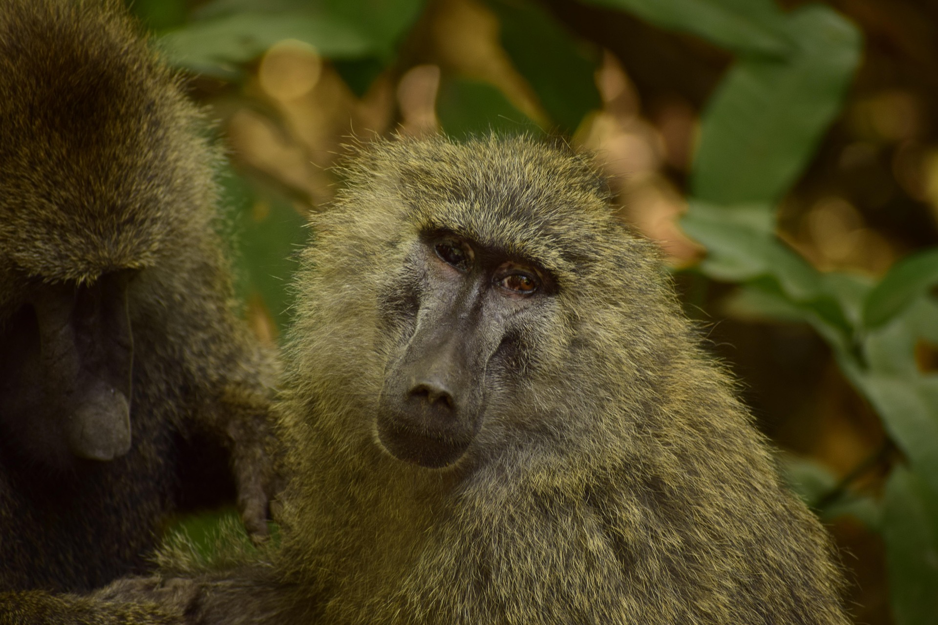 Olive baboons sitting among green leaves