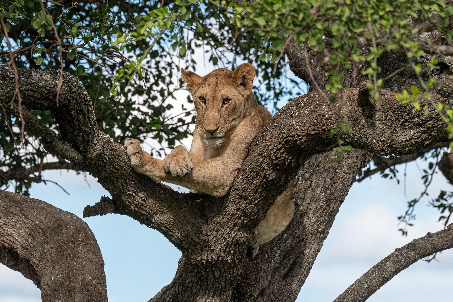 A lioness resting high in the fork of a tree