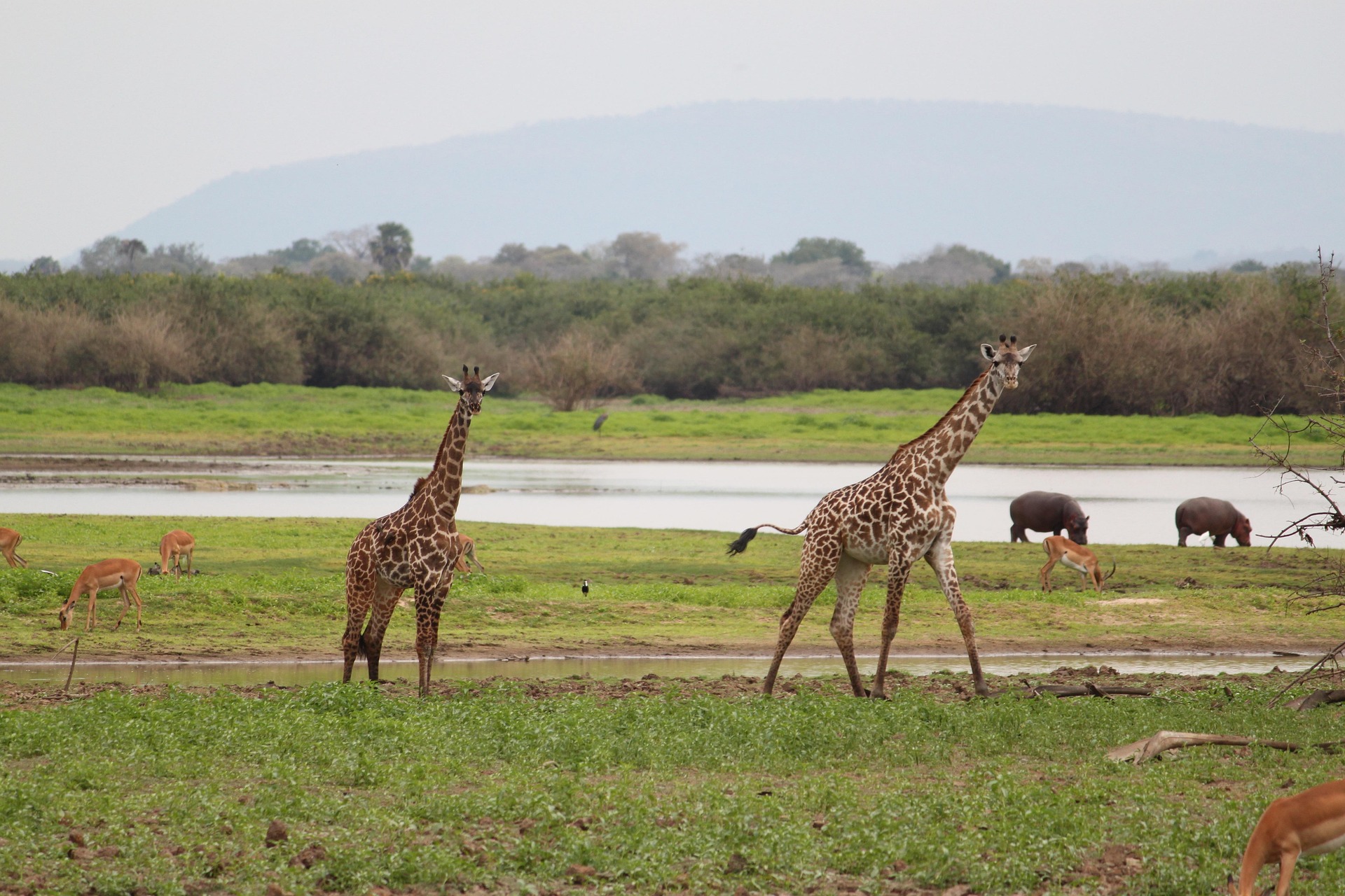 Giraffes and impala on a lakeshore, with hippos grazing by the water
