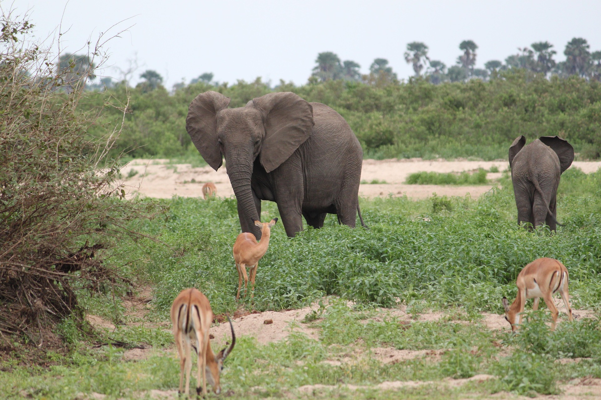 An elephant and her calf among impala, with palm trees behind