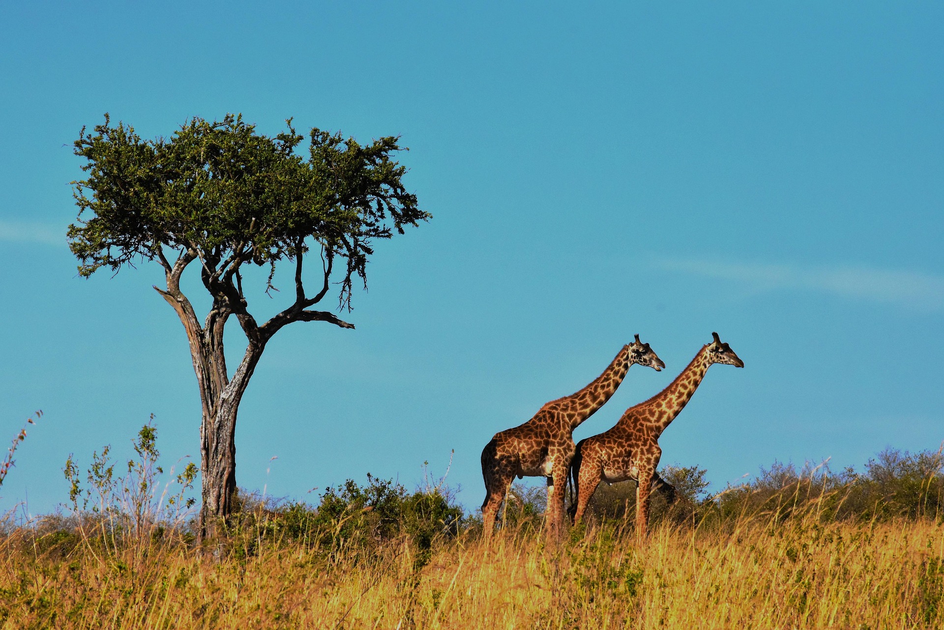 Two giraffes beside a lone acacia under a clear blue sky