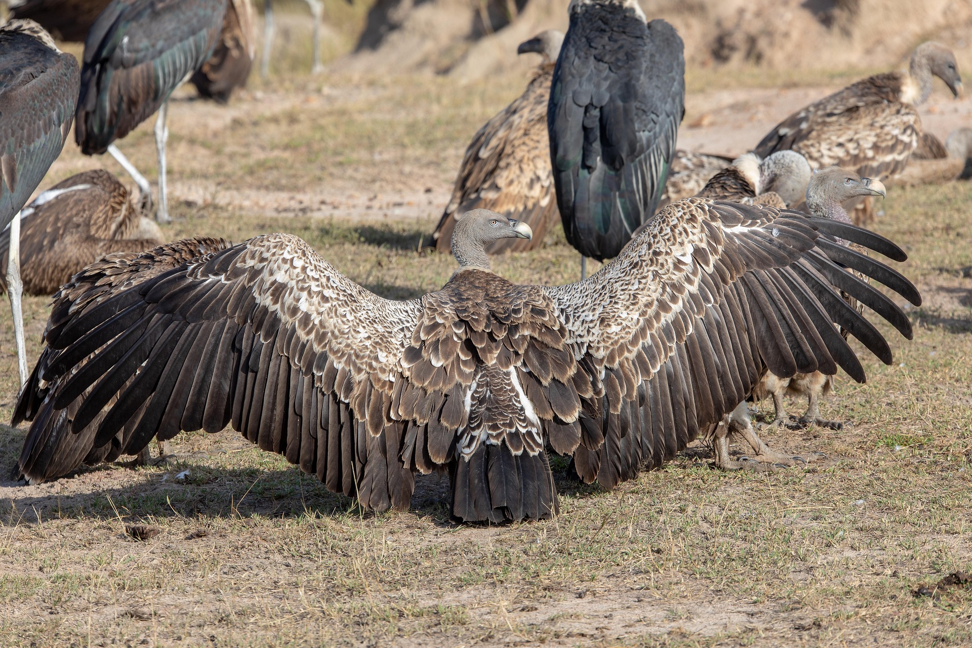 A Rüppell’s vulture spreading its wings among marabou storks