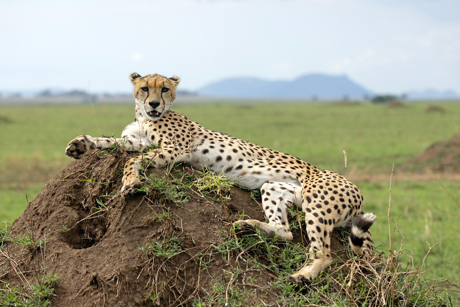 A cheetah lying on a termite mound on open grassland