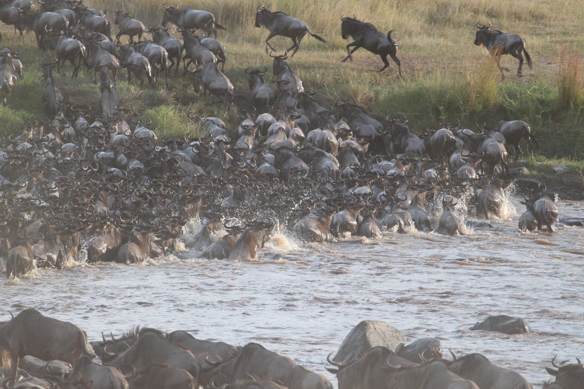 Wildebeest crowding into a river crossing, some leaping from the bank